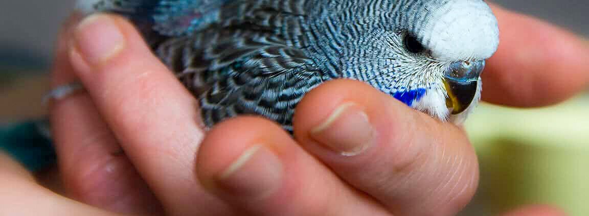 Wellensittich futterfest