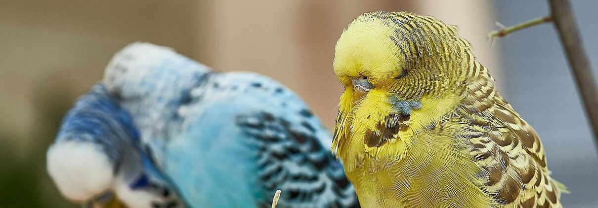 Durchfall bei Wellensittichen