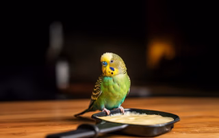 Wellensittich sitzt auf Raclette-Pfännchen