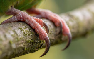 Makroaufnahme eines Wellensittich-Fußes mit zu langen Krallen am Ast vor dem Krallen schneiden