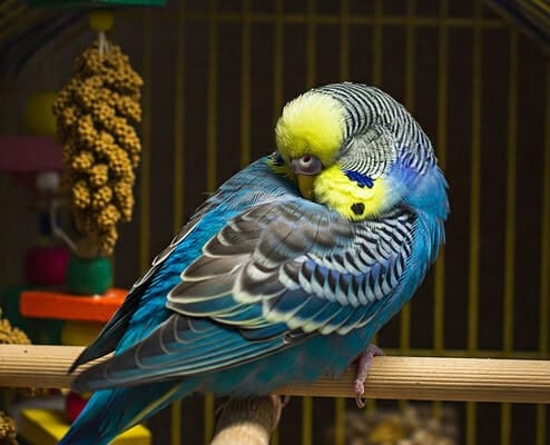 Schlafender Wellensittich mit blauem Gefieder auf einer Sitzstange im Käfig.
