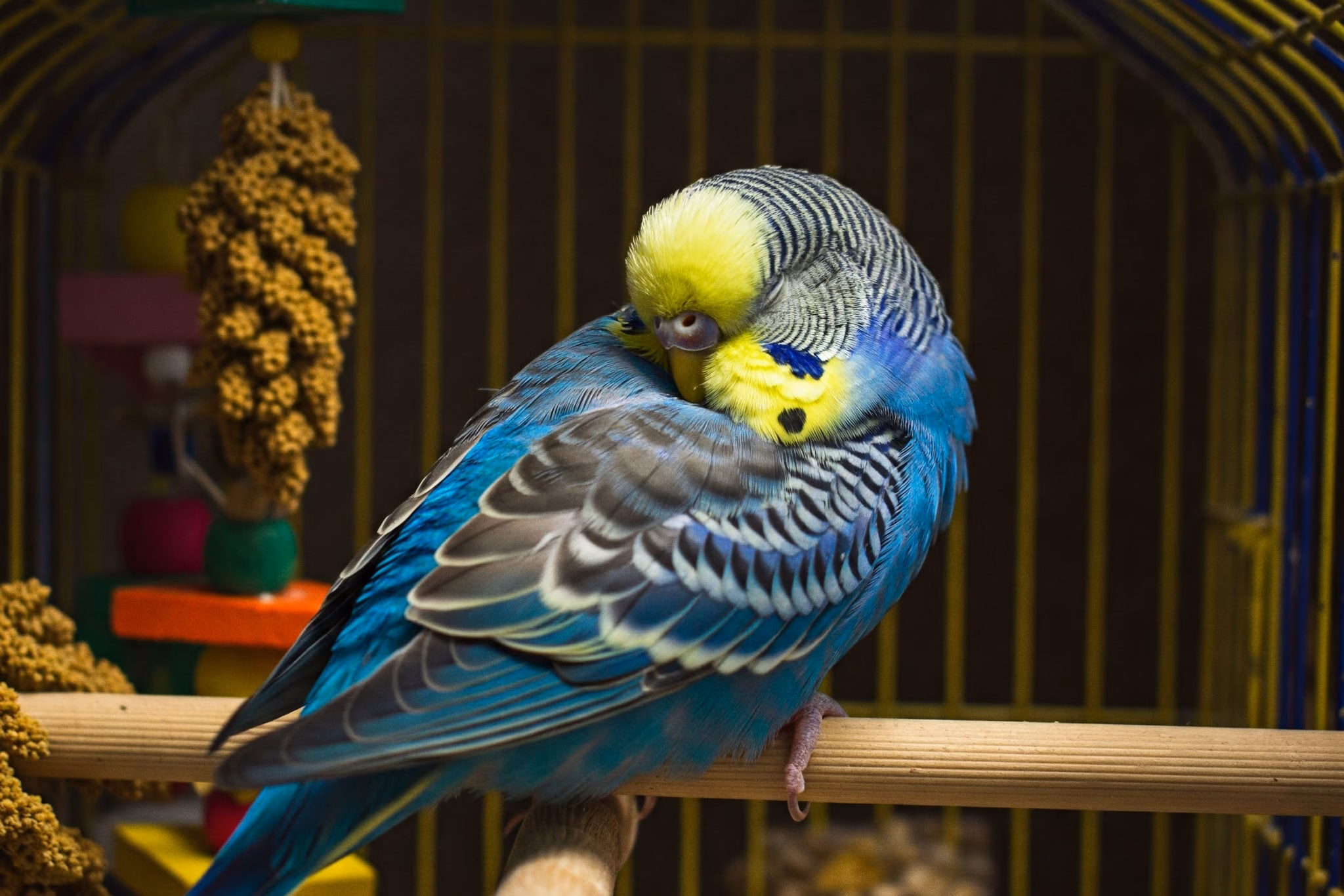 Schlafender Wellensittich mit blauem Gefieder auf einer Sitzstange im Käfig.