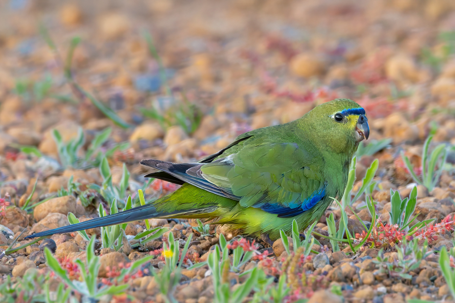 Schmucksittich – bunt und lebhaft Schmucksittich – farbenprächtiger Sittich