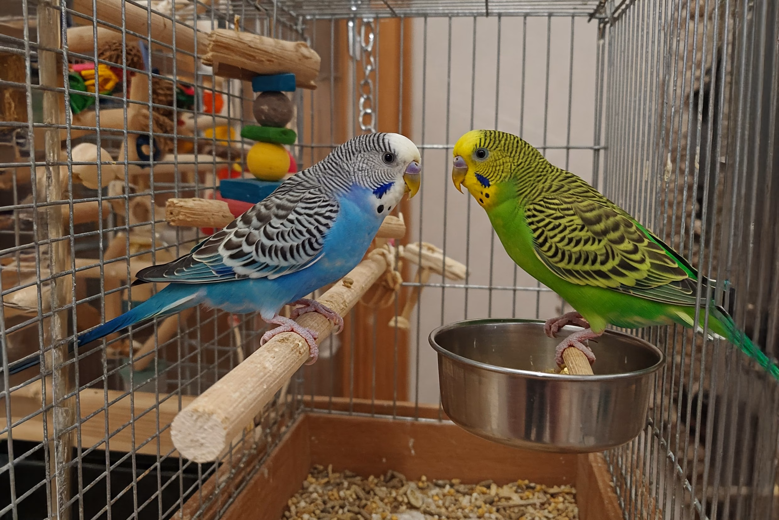 Zwei alleingelassene wellensittich im verschmutzten Käfig und ohne Futter.