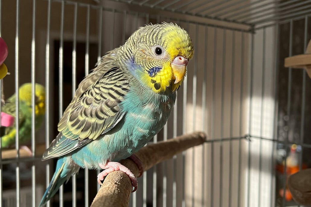 Ein Wellensittich sitzt auf einem Ast in einem Käfig. Der Vogel ist in guter Gesundheit und hat ein glänzendes Federkleid.