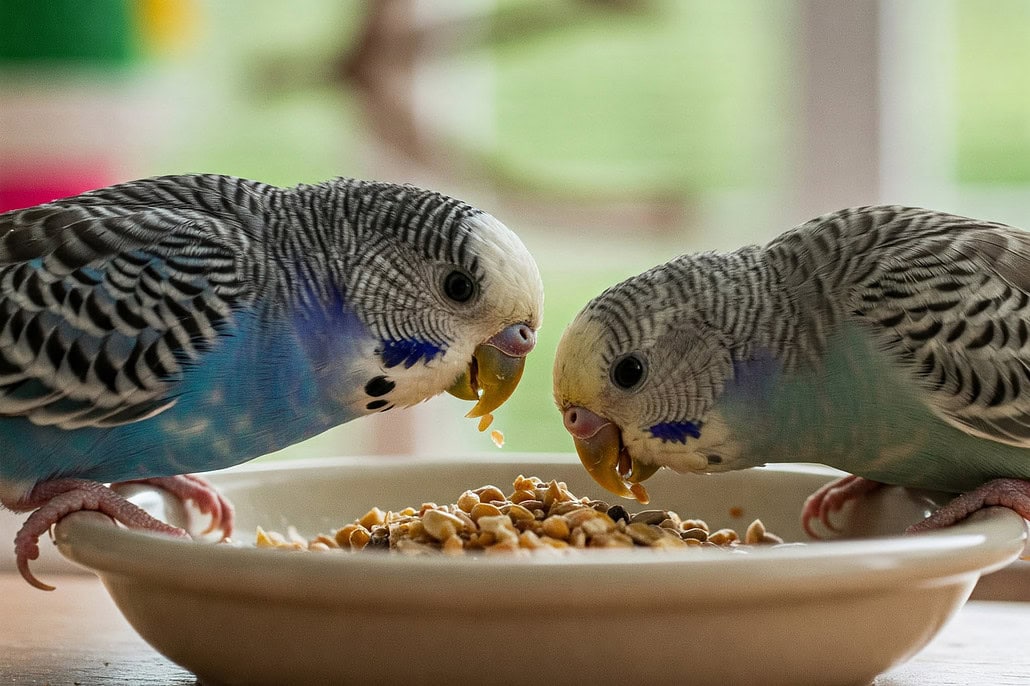 Zwei Wellensittiche bei der artgerechten Ernährung mit Körnerfutter