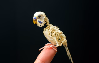 detaillierte anatomische Illustration des Skeletts eines Wellensittichs