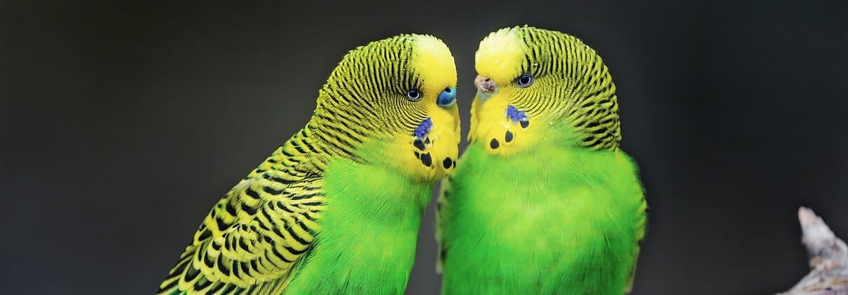 Die beste Kombination für eine ausgeglichene und harmonische Haltung von Wellensittichen ist ein gegengeschlechtliches Paar.