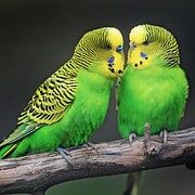 Die beste Kombination für eine ausgeglichene und harmonische Haltung von Wellensittichen ist ein gegengeschlechtliches Paar.