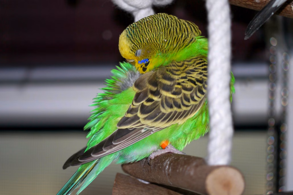 Schlafen: Schlafverhalten von Wellensittichen erklärt 2 Wellensittich ruht mit Kopf im Gefieder auf einer Schaukel