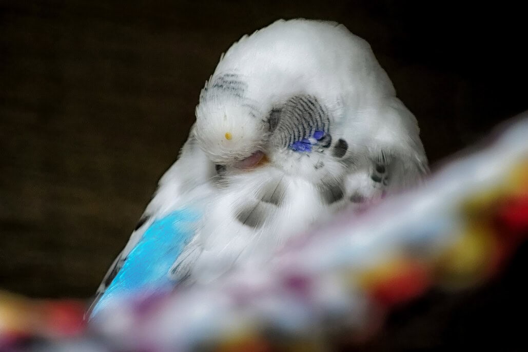 Weißer und blauer Wellensittich schläft tief und ist in sich gekehrt.