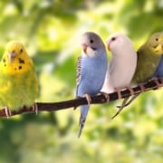 Wellensittiche auf einem Ast – ein Vogel in Quarantäne sitzt abseits der Gruppe