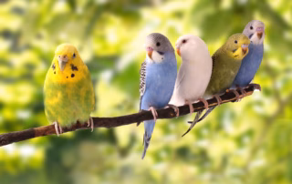 Quarantäne bei Wellensittichen – Warum sie so wichtig ist 5 Zwei Wellensittiche auf einem Ast – Symbolbild für Quarantäne und getrennte Unterbringung