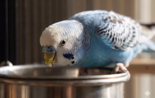 Wellensittich trinkt aus einem Edelstahl-Trinknapf im Käfig.