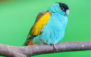 Männlicher Schwarzgesichtsittich (Hooded Parrot) mit typischer schwarzer Kappe, türkisem Gefieder und gelbem Schulterfleck auf einem Ast sitzend.