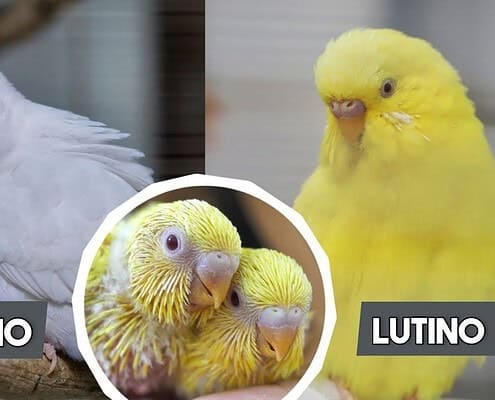Albino und Lutino Wellensittiche