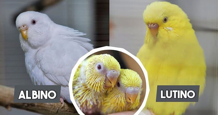 Albino und Lutino Wellensittiche