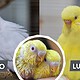 Albino und Lutino Wellensittiche