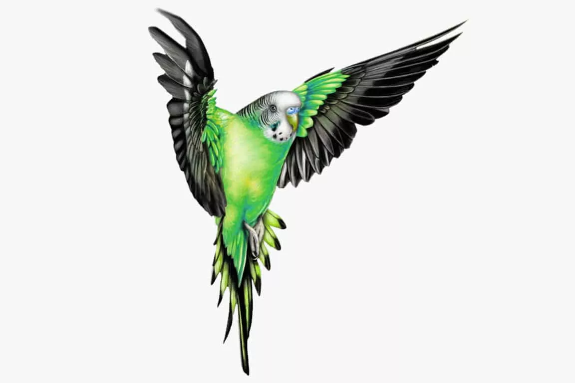 Äußere Merkmale beim Wellensittich - Zootomie (Anatomie)