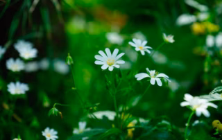 Vogelmiere für Wellensittiche – Das grüne Wunder für gesunde gefiederte Freunde 4 Vogelmiere