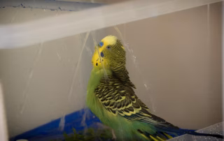 Vogeldusche für Wellensittiche – Artgerechte Gefiederpflege & Abkühlung 9 Wellensittich genießt eine artgerechte Vogeldusche im Käfig