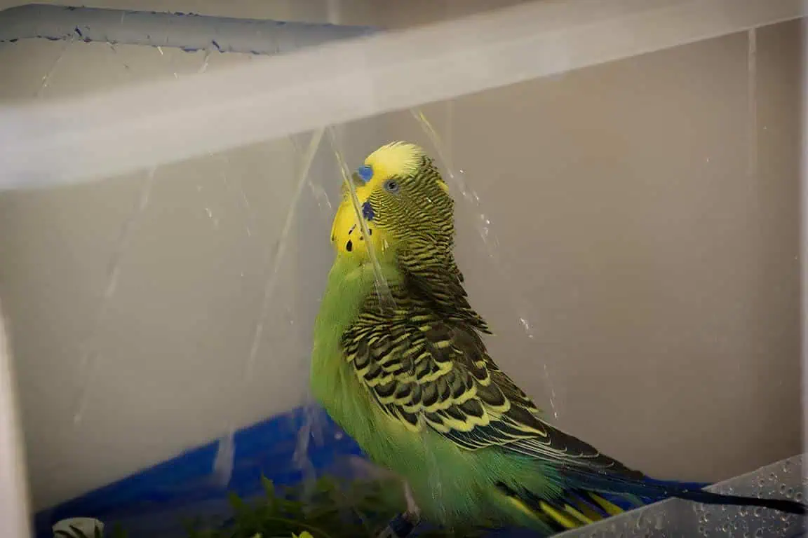 Wellensittich Vogeldusche