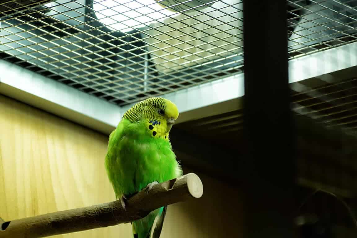 grüner Wellensittich sitzt auf einer Stange im Käfig unter einer Vogellampe
