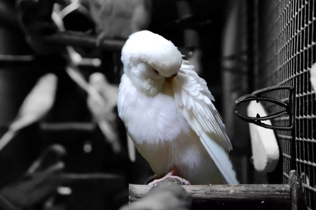 Albino Wellensittich
