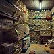 Animal Hoarding bei Wellensittichen