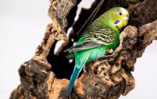 Kork für Wellensittiche – Natürlich, sicher und vielseitig 8 Wellensittich in Korkröhre