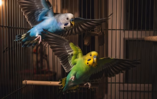 Panikflüge von Wellensittichen in der Nacht: Ursachen, Risiken & Lösungen 7 Zwei Wellensittiche, ein blauer und ein grüner, im Panikflug bei Nacht in einem Drahtkäfig.