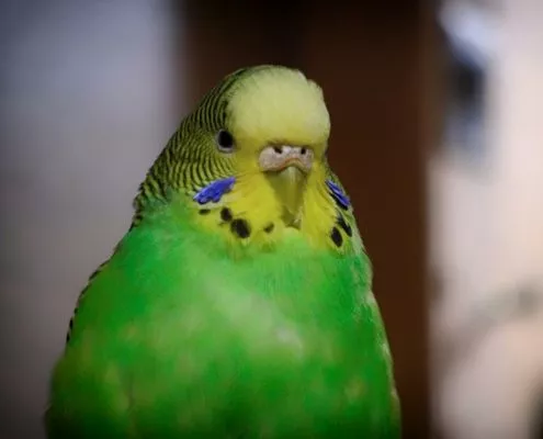 Vogel als Haustier