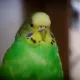 Vogel als Haustier