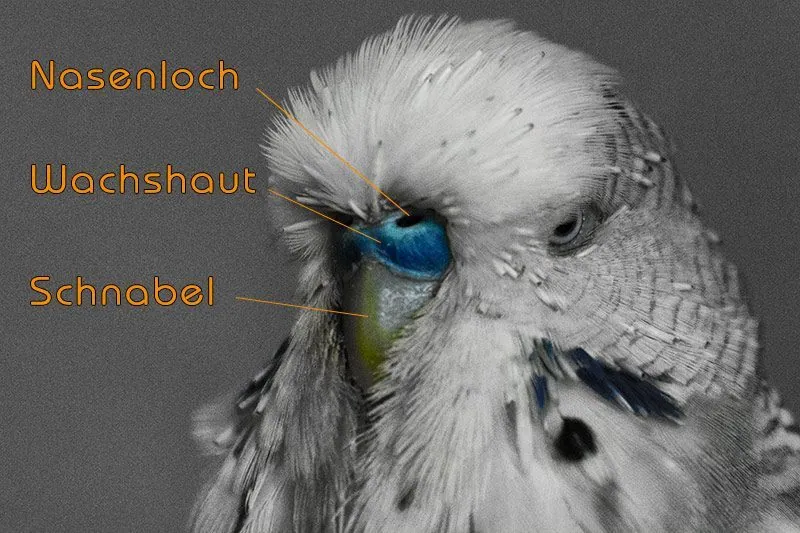 Wachshaut Wellensittich