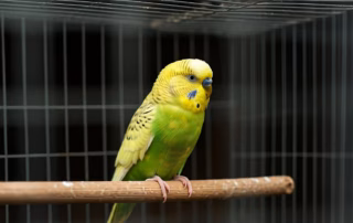 Einzelhaltung bei Wellensittichen – Warum sie nicht artgerecht ist 5 Ein einsamer grün gelber Wellensittich sitzt alleine im Käfig auf einer Stange.
