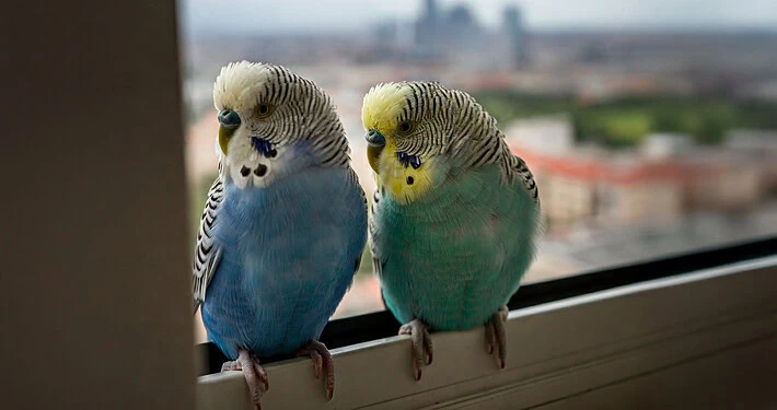 Zwei Wellensittiche sitzen am Fenster und schauen hinaus.