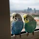 Zwei Wellensittiche sitzen am Fenster und schauen hinaus.