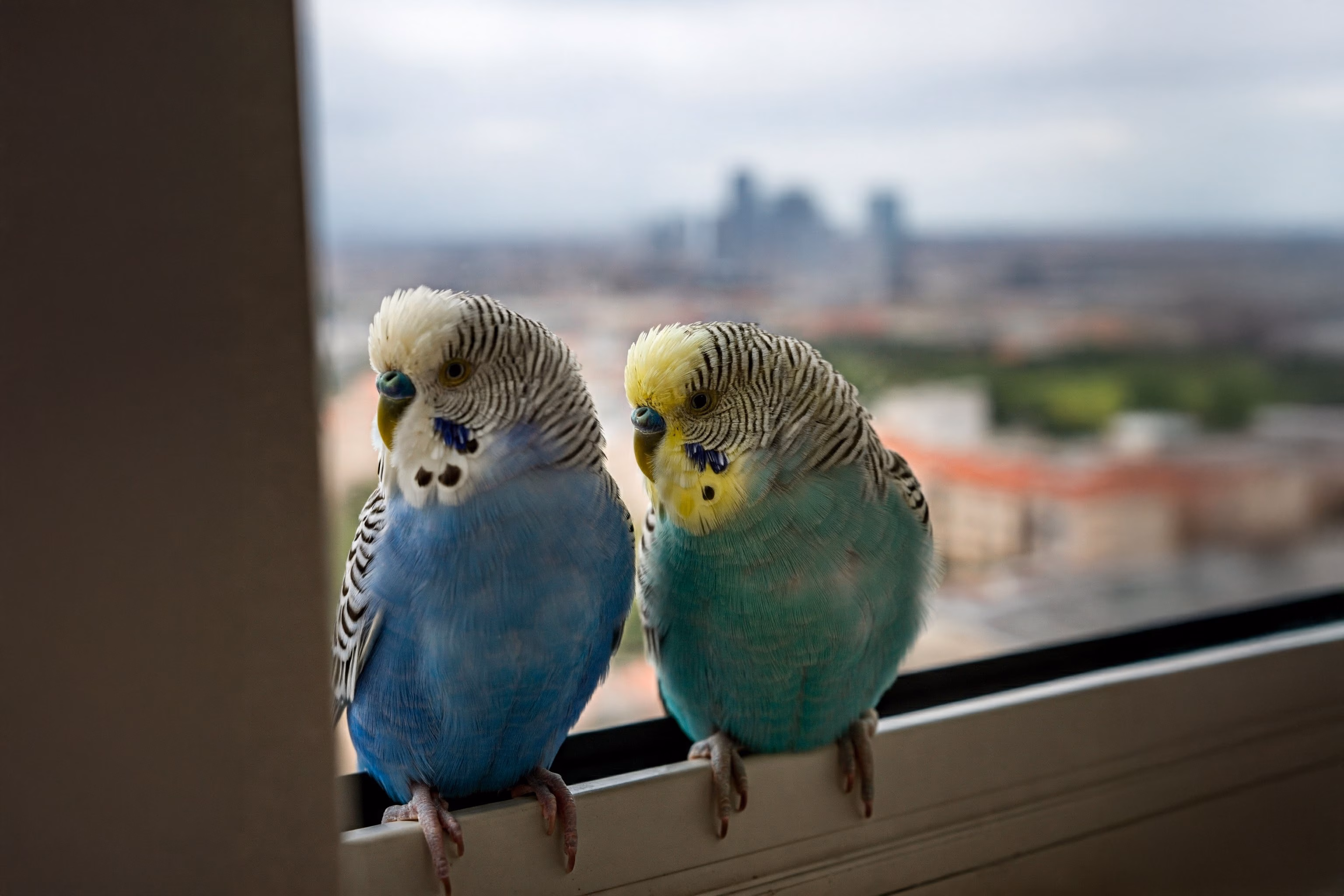 Zwei Wellensittiche sitzen am Fenster und schauen hinaus.