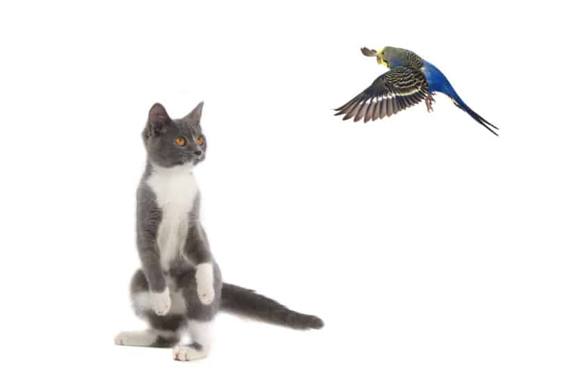 Katze und Vögel zusammen halten