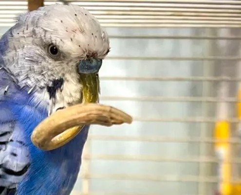 Blauer Wellensittich mit langen Schnabel
