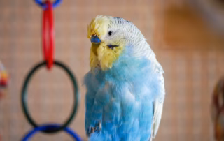 Spielzeug für Wellensittiche: Der ultimative Guide für glückliche Vögel 6 Gelb-blauer Wellensittich vor bunten Kunststoffringen als Spielzeug