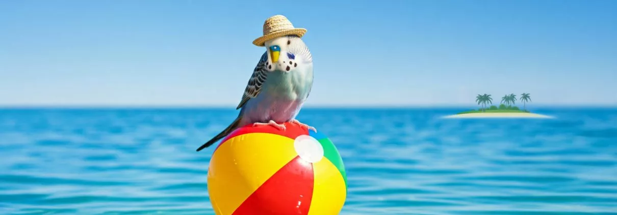 Ein Wellensittich genießt seinen Urlaub am Meer, während er auf einem bunten Ball sitzt.