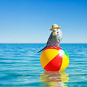 Ein Wellensittich genießt seinen Urlaub am Meer, während er auf einem bunten Ball sitzt.