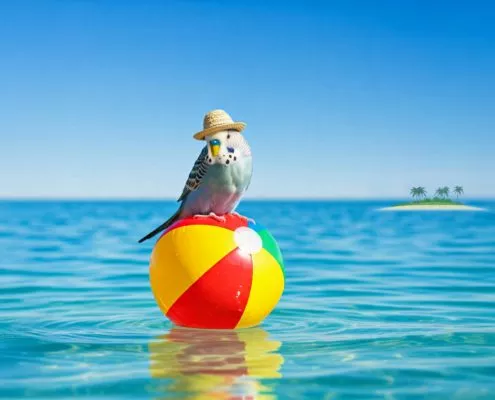 Ein Wellensittich genießt seinen Urlaub am Meer, während er auf einem bunten Ball sitzt.