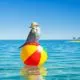 Ein Wellensittich genießt seinen Urlaub am Meer, während er auf einem bunten Ball sitzt.