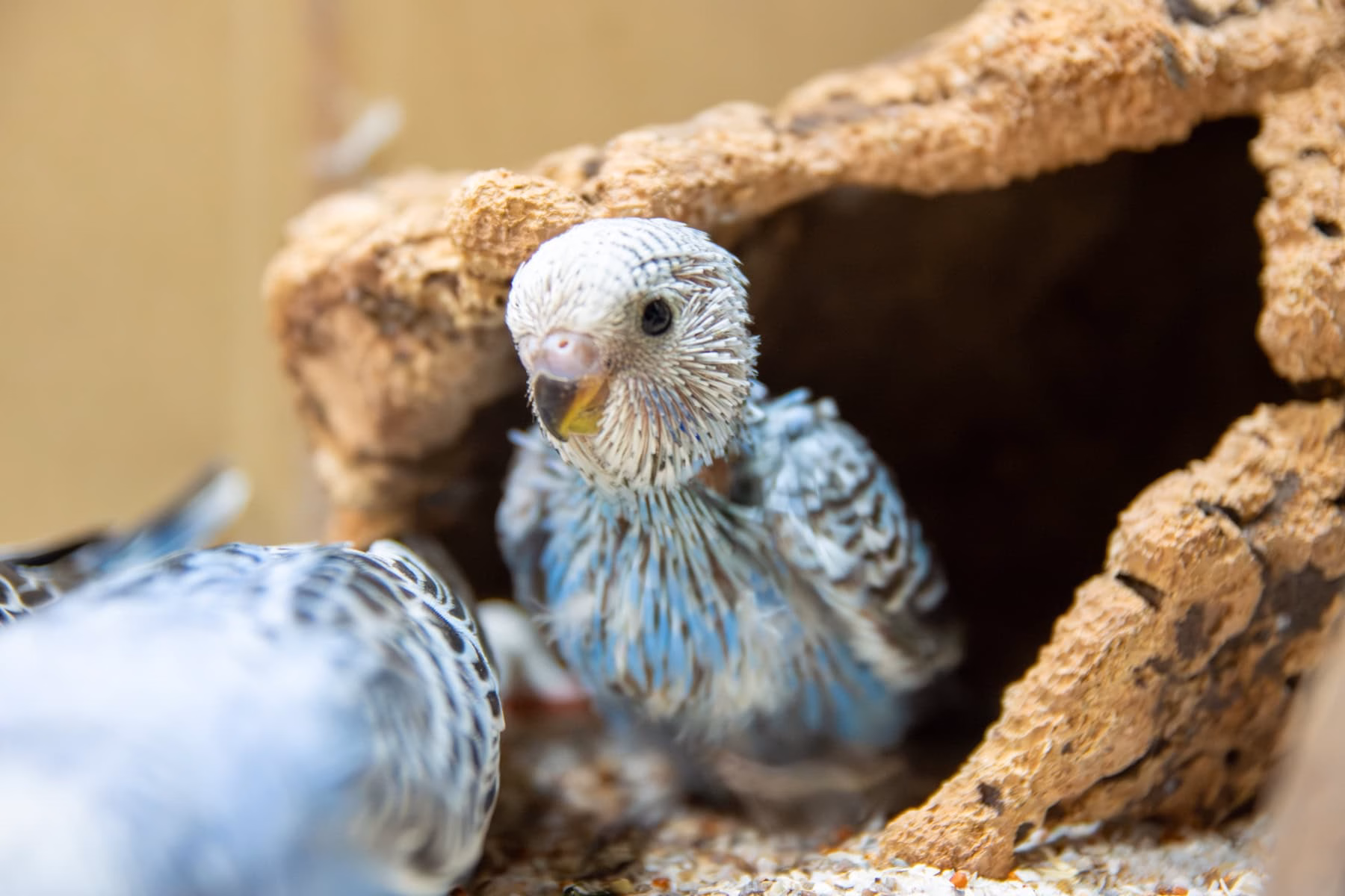 Wellensittiche züchten – Jungvogel im Nistkasten Junger Wellensittich im Nistkasten – Wellensittiche züchten und aufziehen