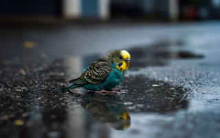 Wellensittich gefunden oder zugeflogen – Soforthilfe & Tipps 3 Ein Wellensittich sitzt auf der Straße bei Regen in einer Pfütze.