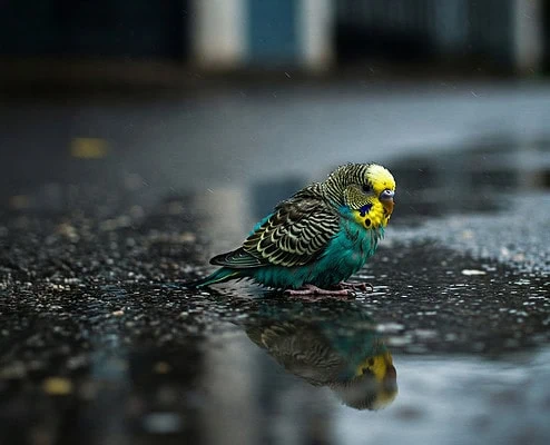 Ein Wellensittich sitzt auf der Straße bei Regen in einer Pfütze.