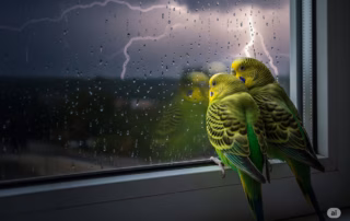 Wellensittiche bei Gewitter – So schützt du deine Vögel bei Blitz und Donner 8 Zwei Wellensittiche sitzen auf einer Fensterbank und blicken nach draußen auf ein Gewitter mit Blitz und Regen, der auf die Scheibe fällt.