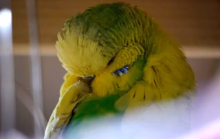 Zuchtformen von Wellensittichen im Überblick 7 Zuchtformen bei Wellensittichen